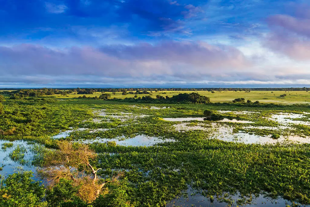 Paisagem do Pantanal, mostrando planura natural da região, com céu azul e área alagada com plantas e campos ao fundo.